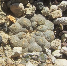 Copiapoa hypogaea