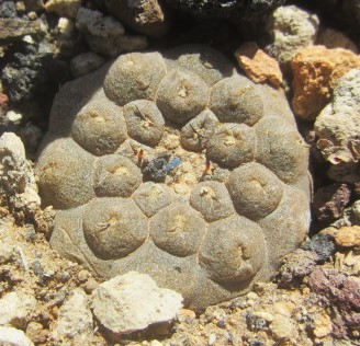 Copiapoa hypogaea