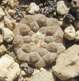 Copiapoa hypogaea