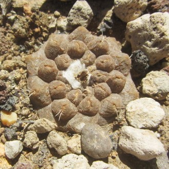 Copiapoa hypogaea