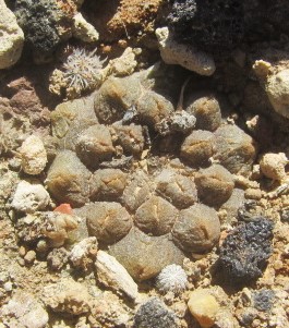 Copiapoa hypogaea