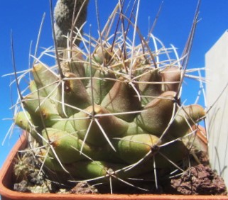 Thelocactus matudae