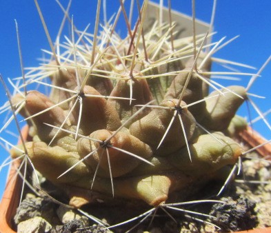 Thelocactus matudae