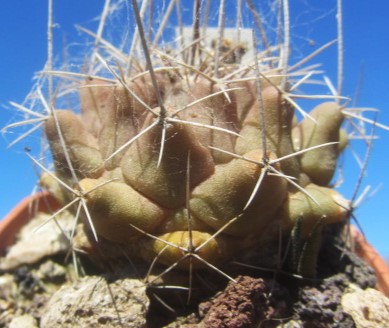 Thelocactus matudae