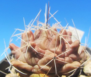 Thelocactus matudae