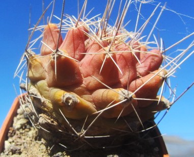 Thelocactus <br>matudae