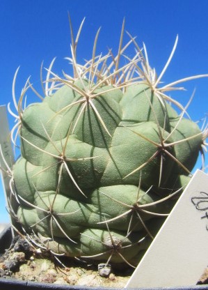 Thelocactus heterochromus forma