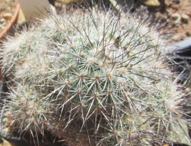 Turbinicarpus <br>vierecki