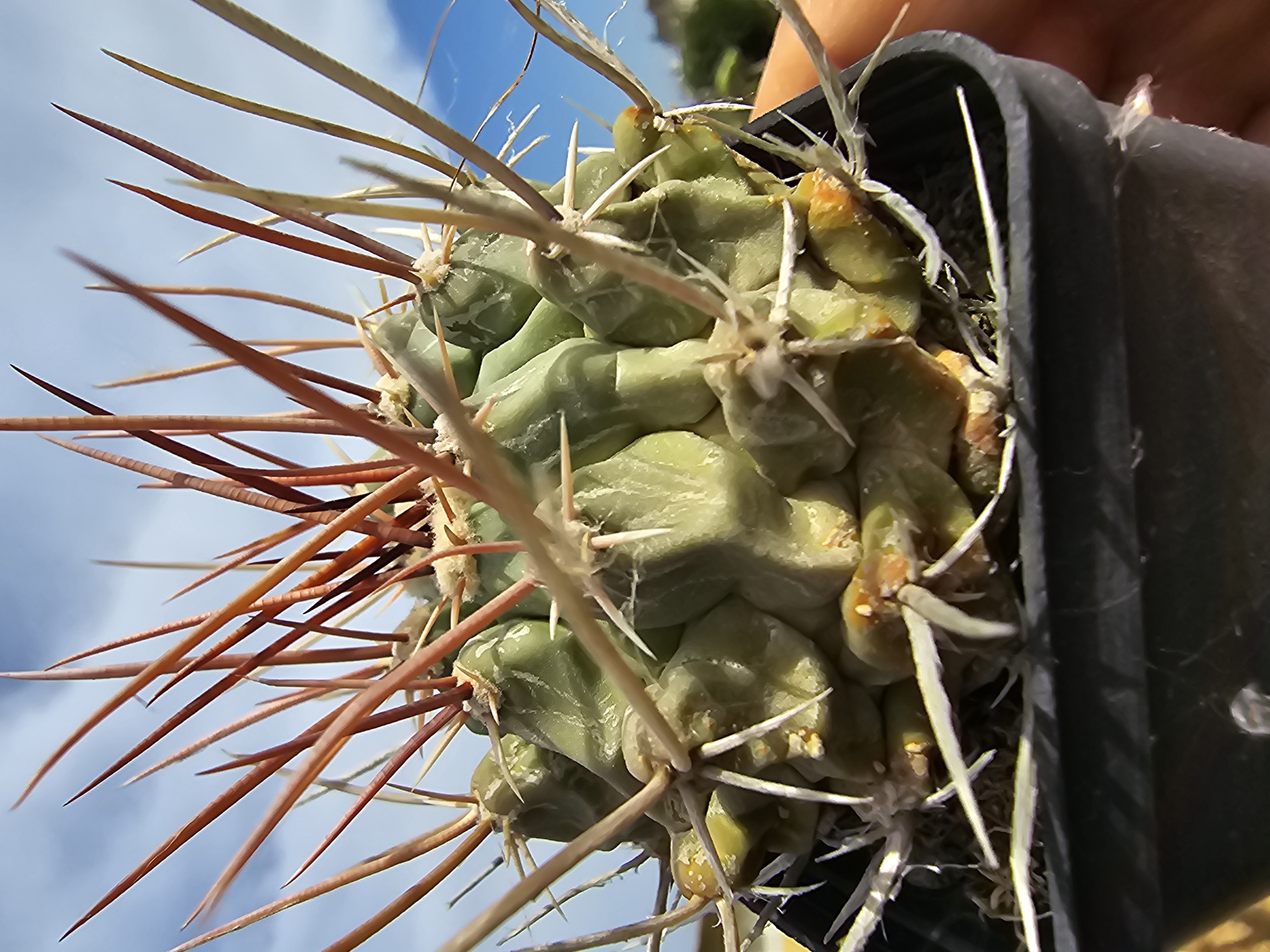 Thelocactus rinconensis nidulans