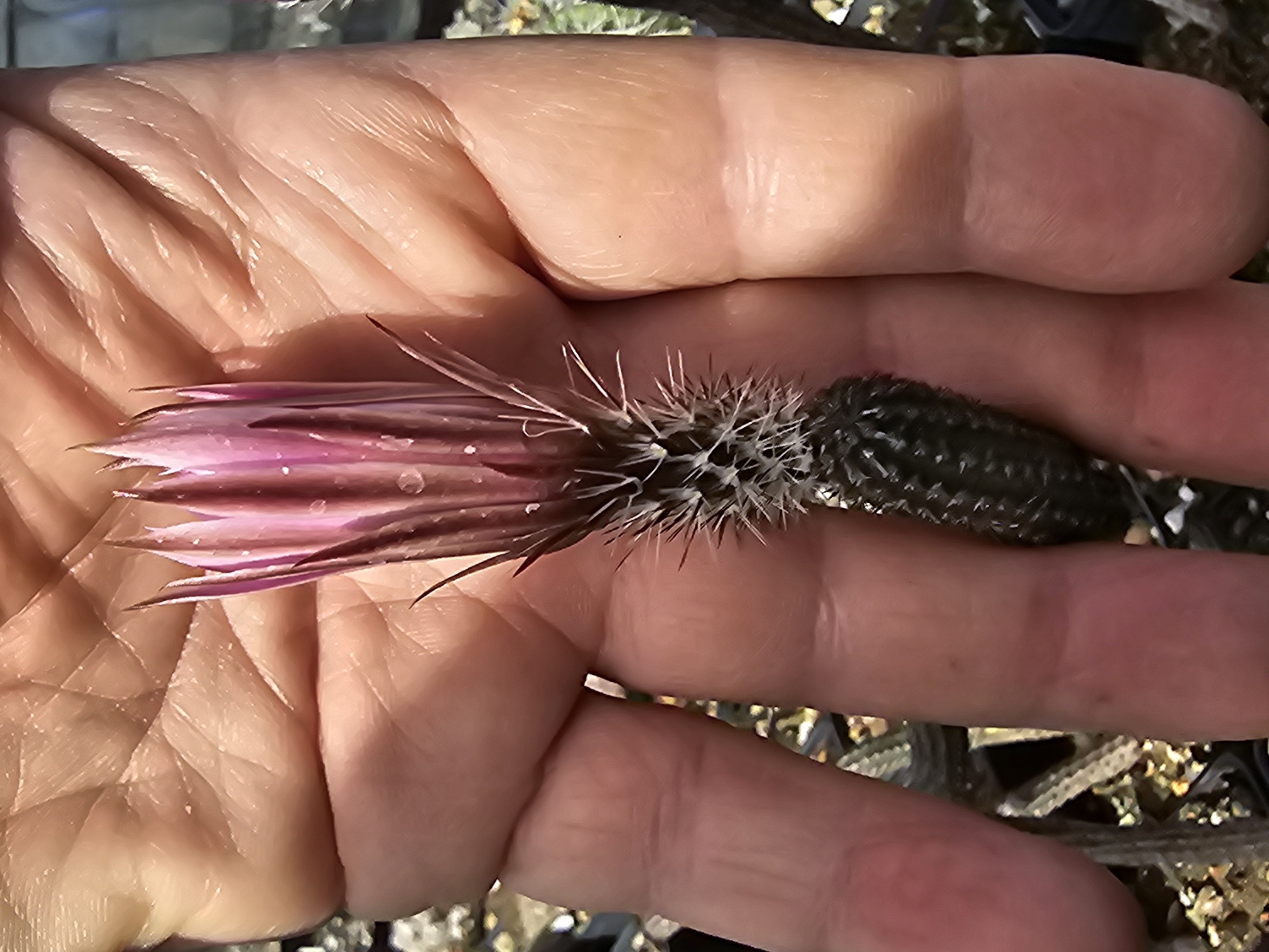 Echinocereus taumaulipensis