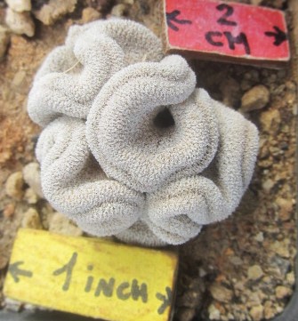 Epithelantha pachyrhiza