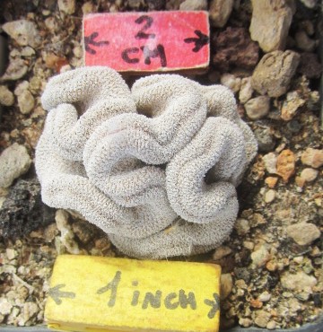 Epithelantha pachyrhiza