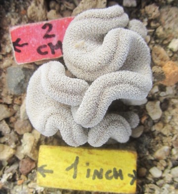 Epithelantha pachyrhiza