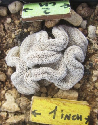 Epithelantha pachyrhiza