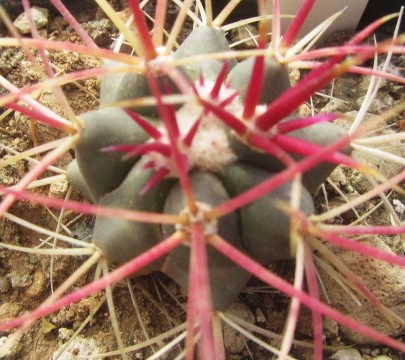 Ferocactus <br>cylindraceus 