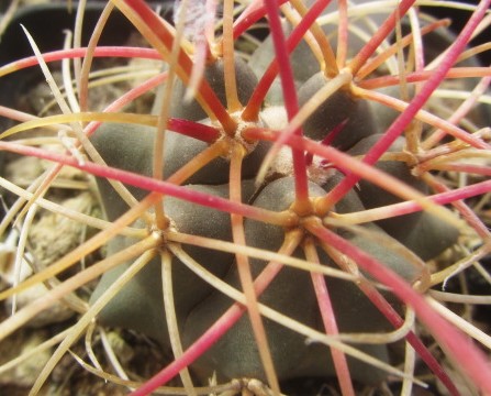 Ferocactus <br>cylindraceus 