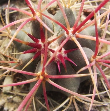 Ferocactus cylindraceus 