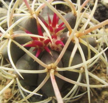 Ferocactus cylindraceus