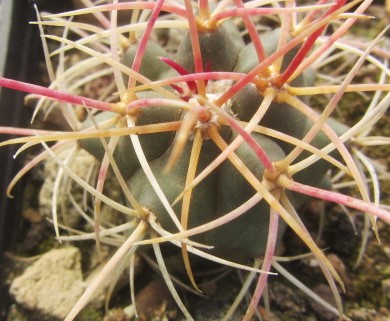 Ferocactus <br>cylindraceus