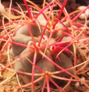 Ferocactus cylindraceus 