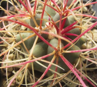 Ferocactus cylindraceus 