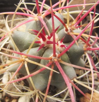 Ferocactus <br>cylindraceus