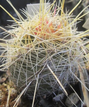 Thelocactus bicolor bolansis