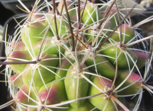 Thelocactus <br>hybrid x fero?