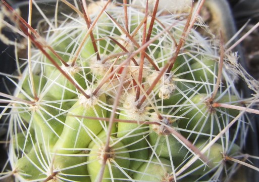 Thelocactus <br>hybrid x fero?