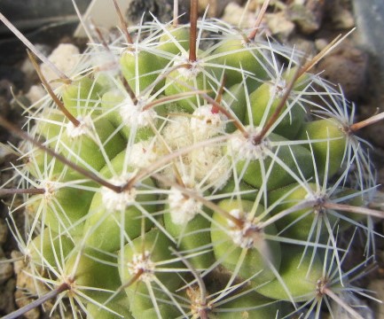 Thelocactus hybrid x fero?