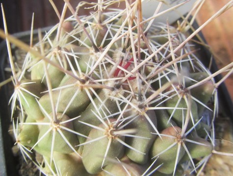 Thelocactus hybrid x fero?