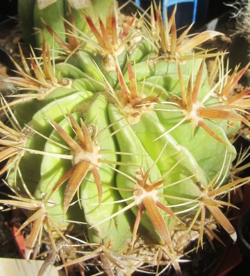 Ferocactus latispinus forma