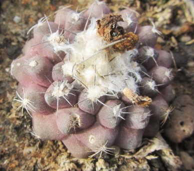 Copiapoa tenuissima affine ?