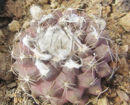 Copiapoa tenuissima affine?