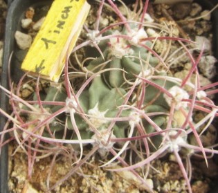 Echinocactus <br>parryi
