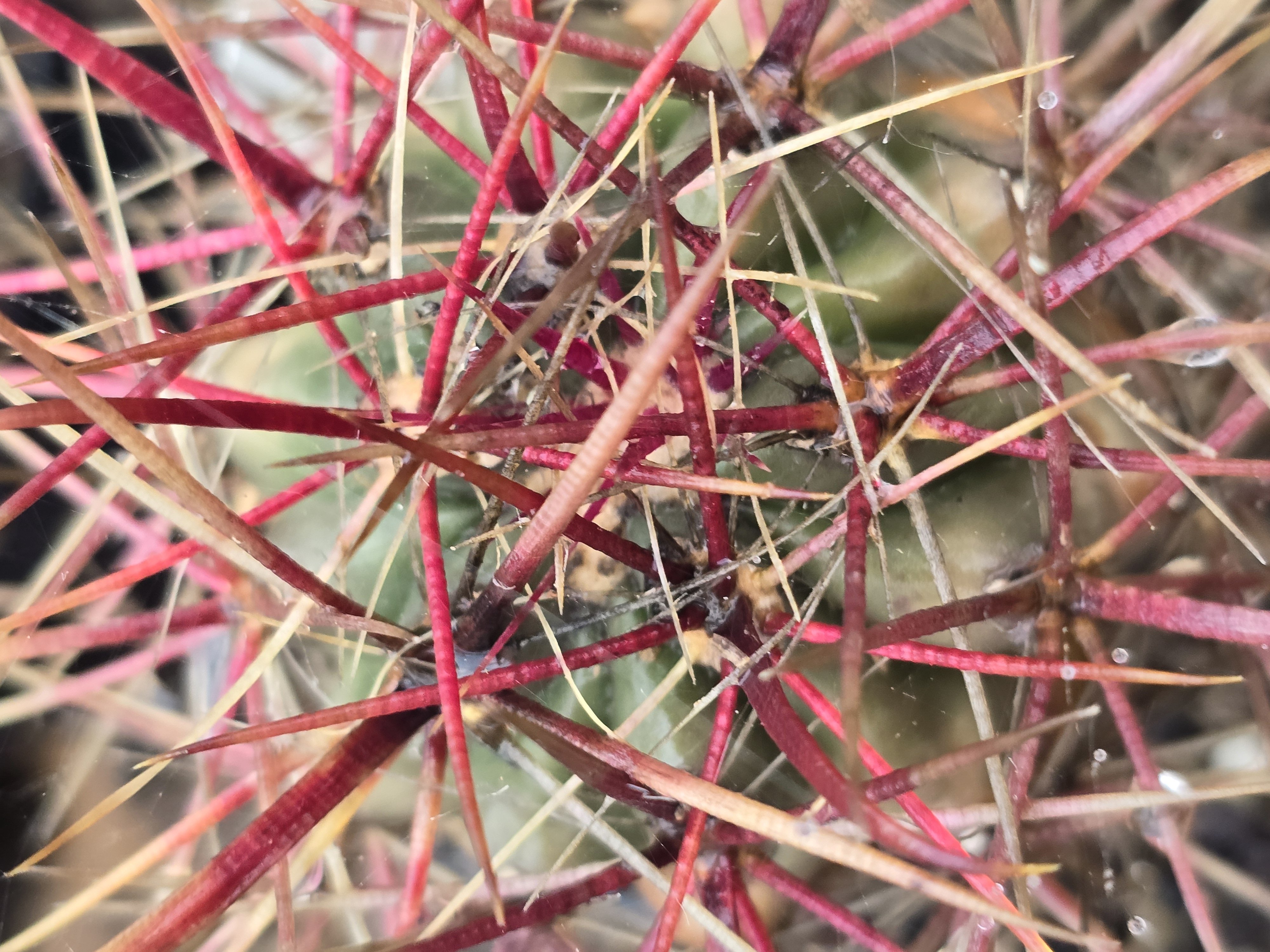 Ferocactus sp 