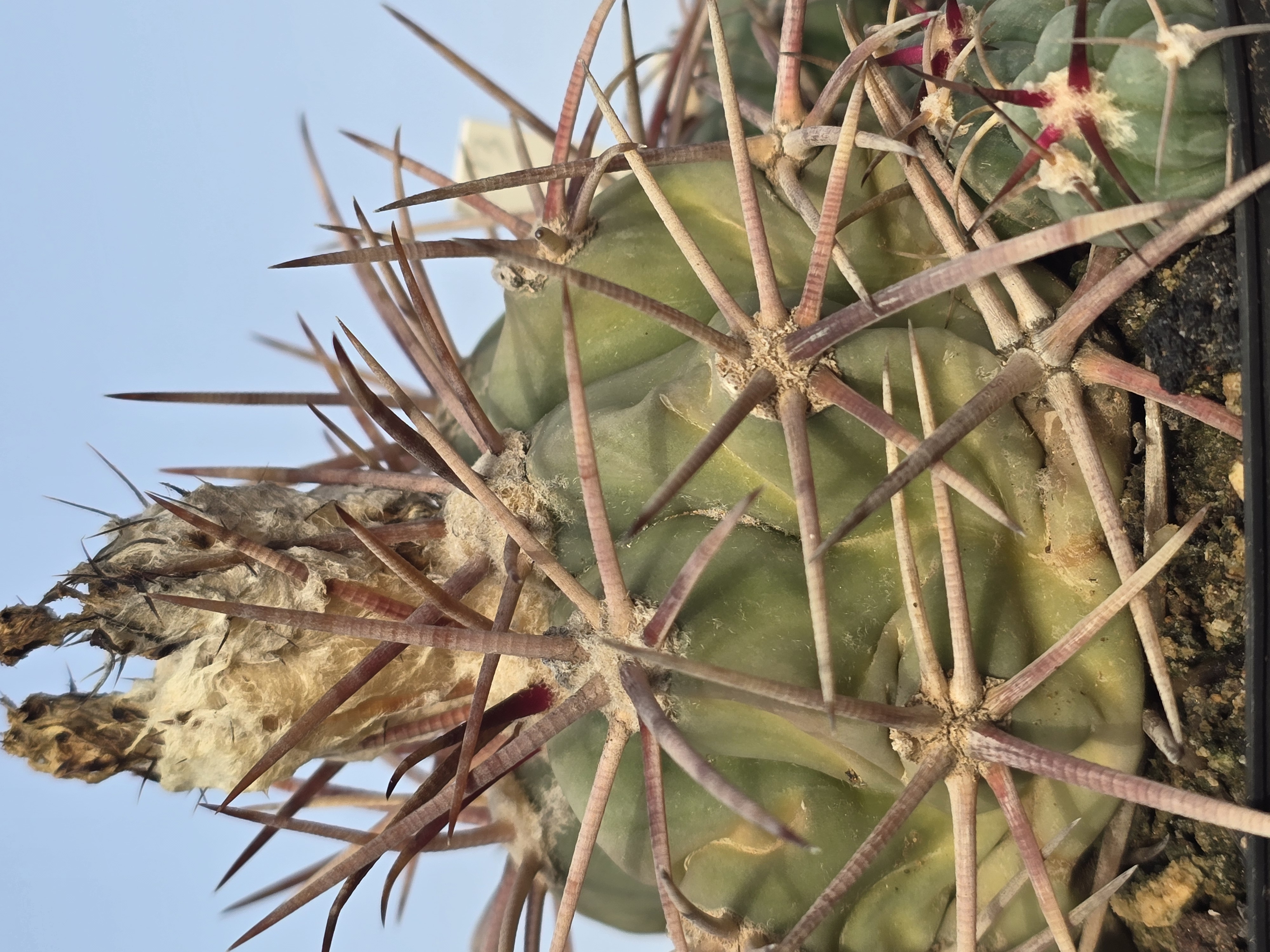 Echinocactus cv parry x horizonth