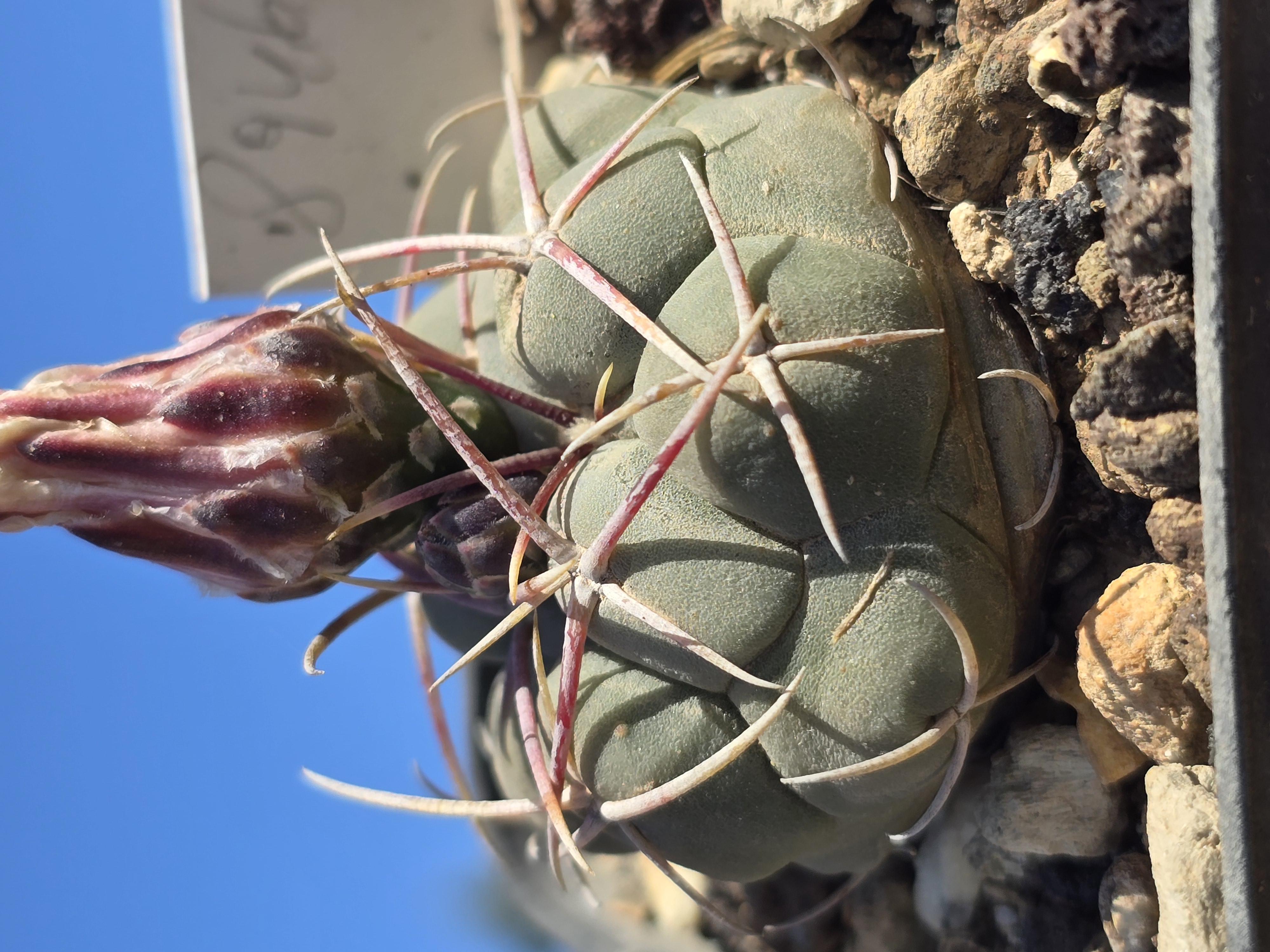 Thelocactus hexaedrophorus