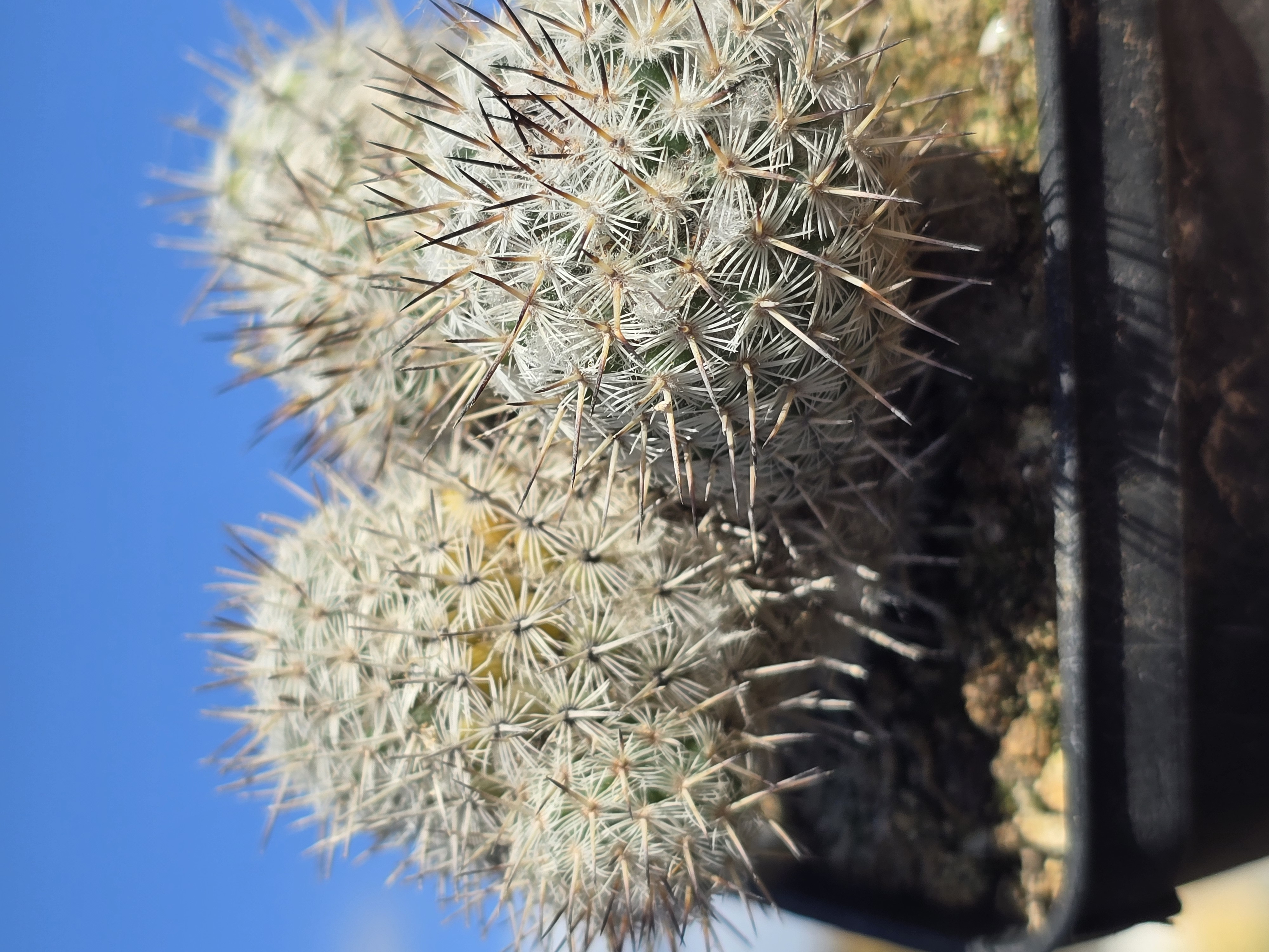 Mammillaria sangelensis