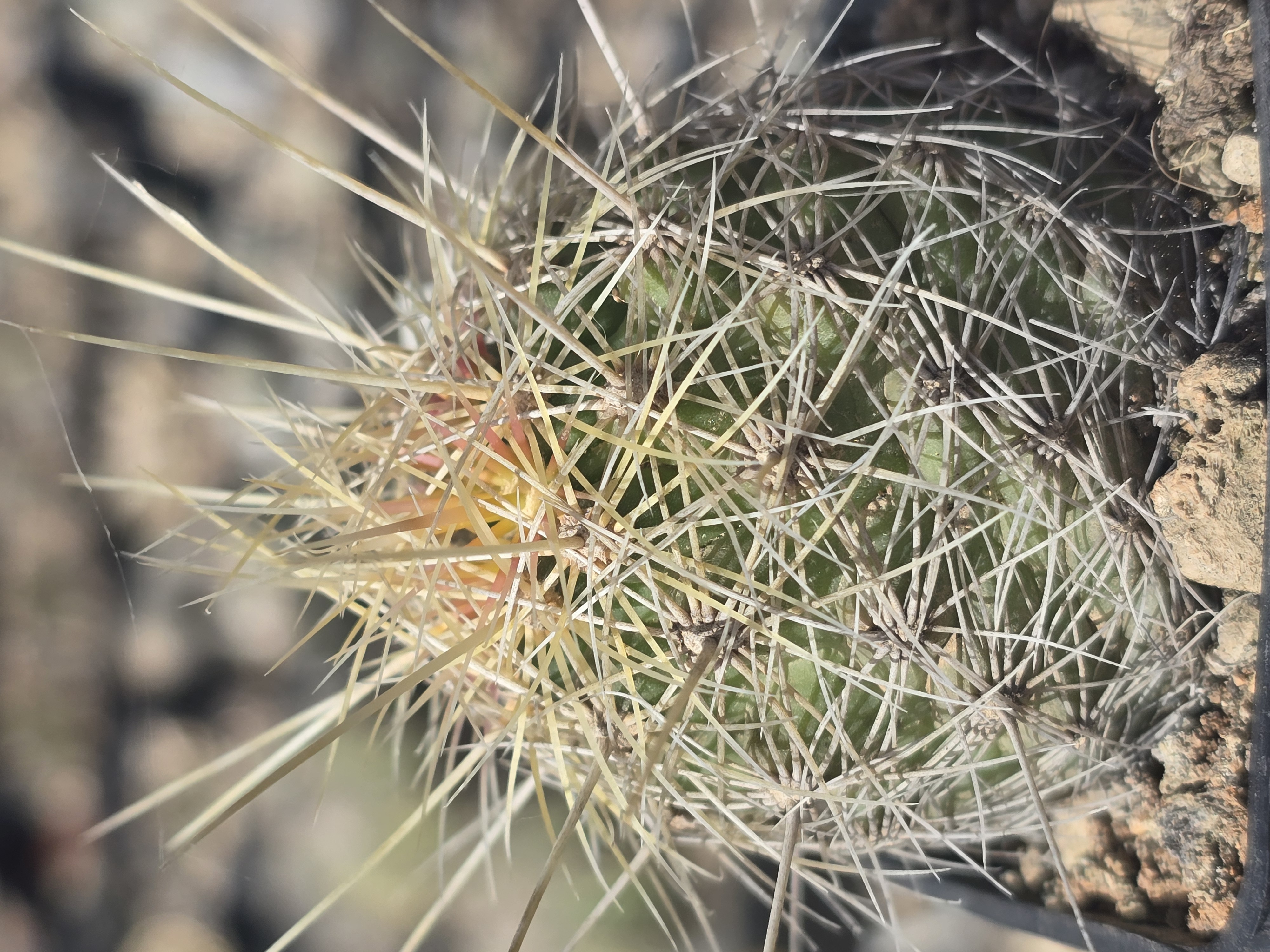 Thelocactus <br>bicolor bolansis