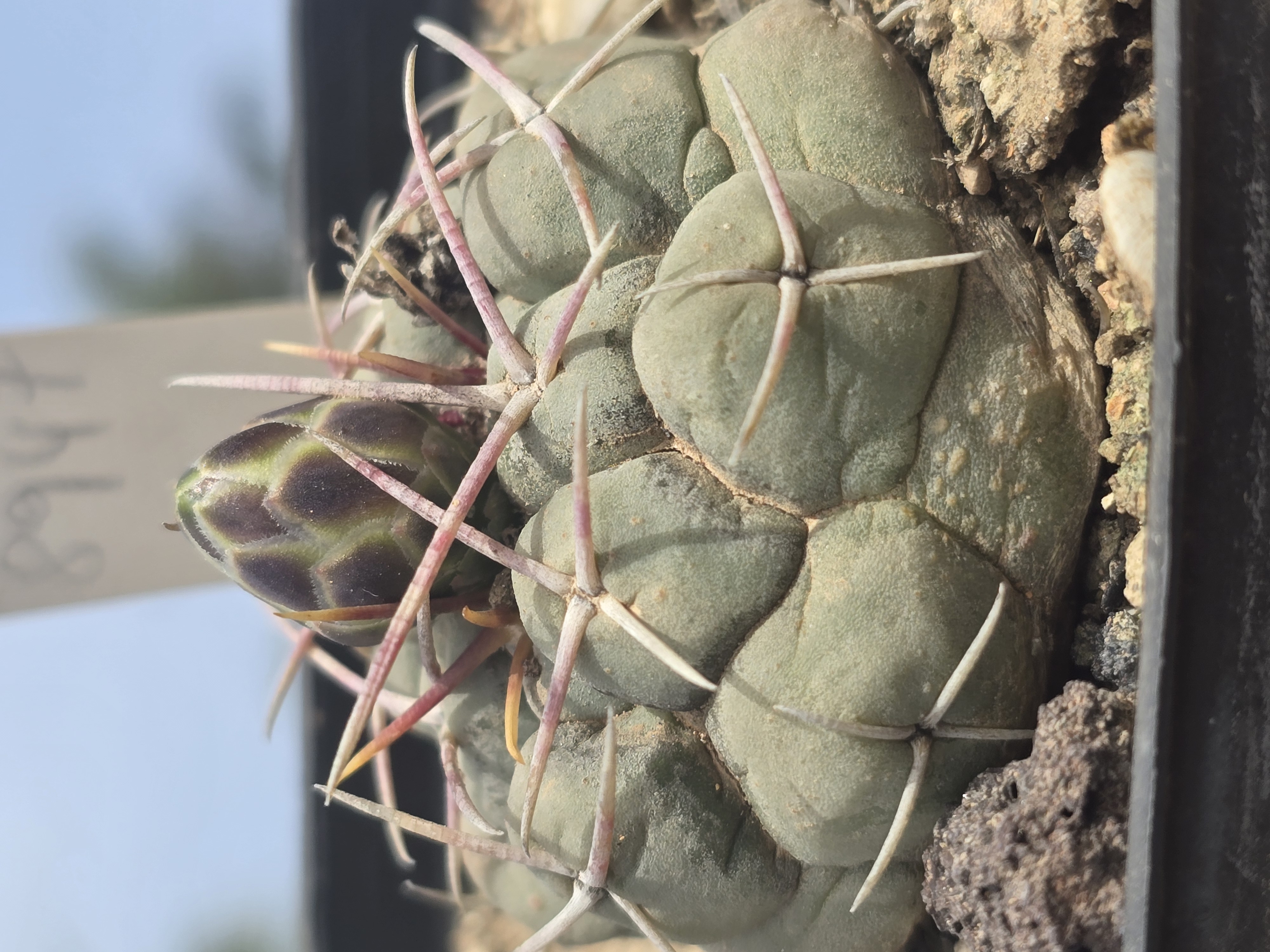 Thelocactus <br>hexaedrophorus