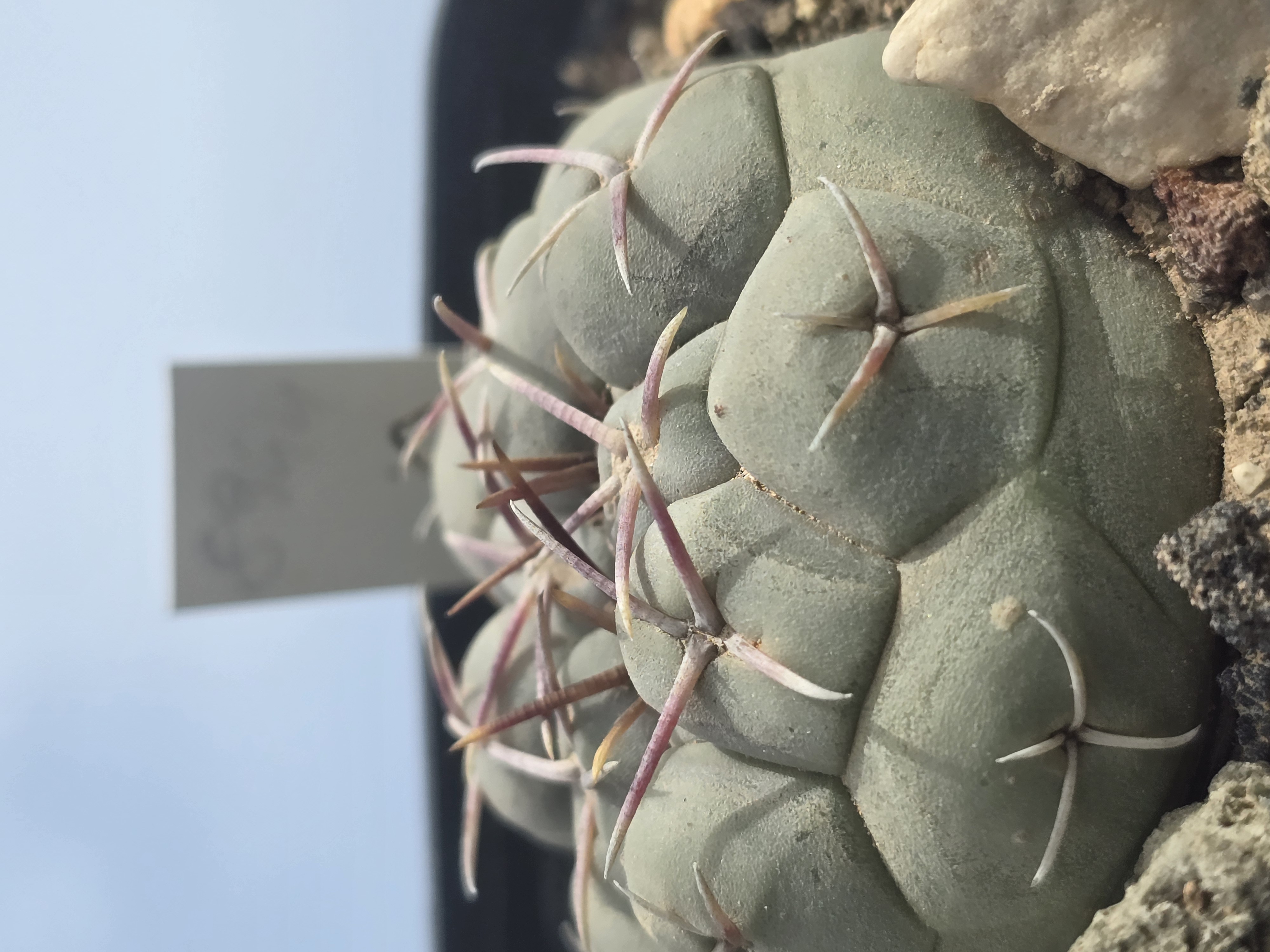 Thelocactus hexaedrophorus