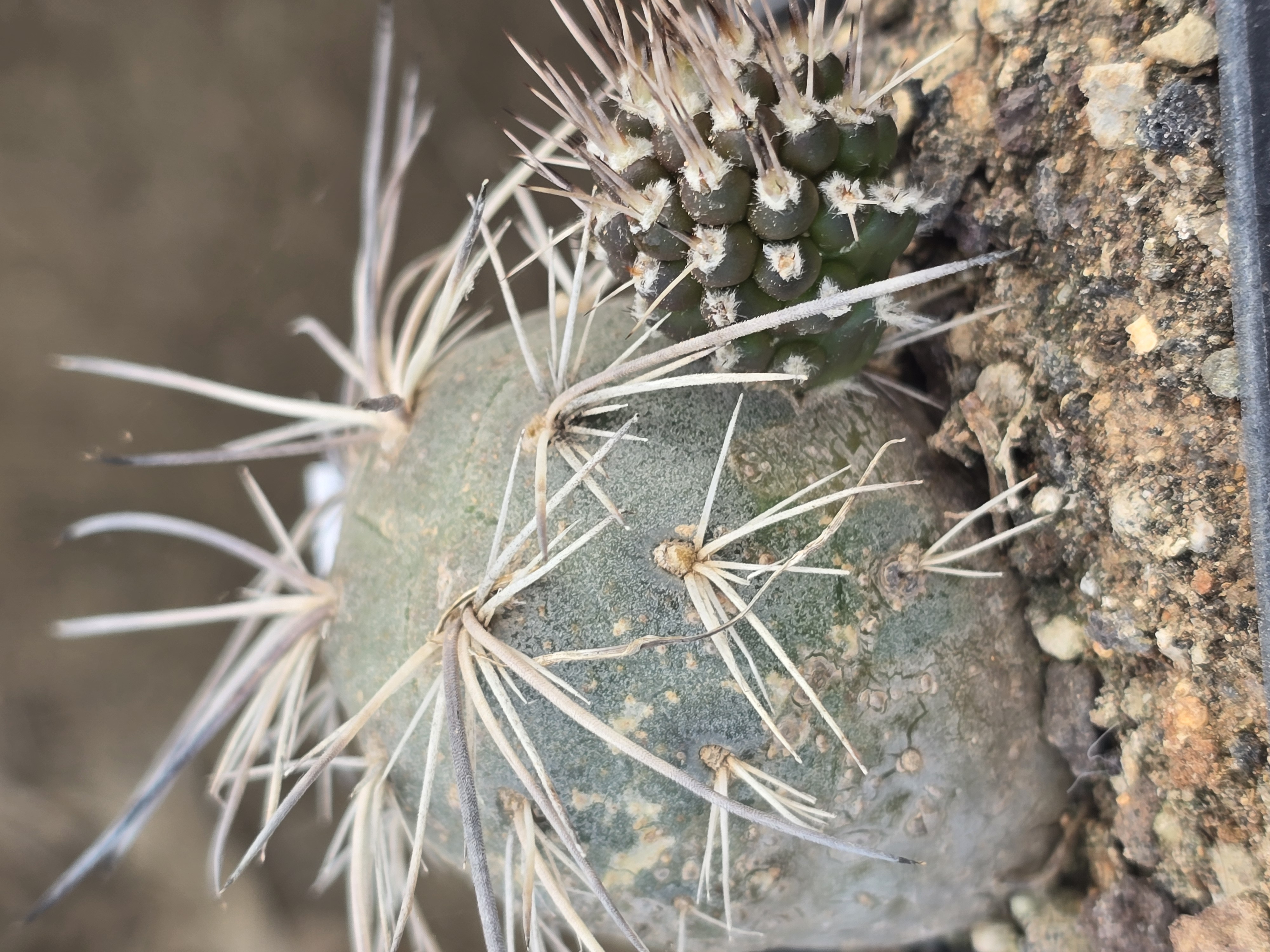 Tephrocactus <br>alexanderi 