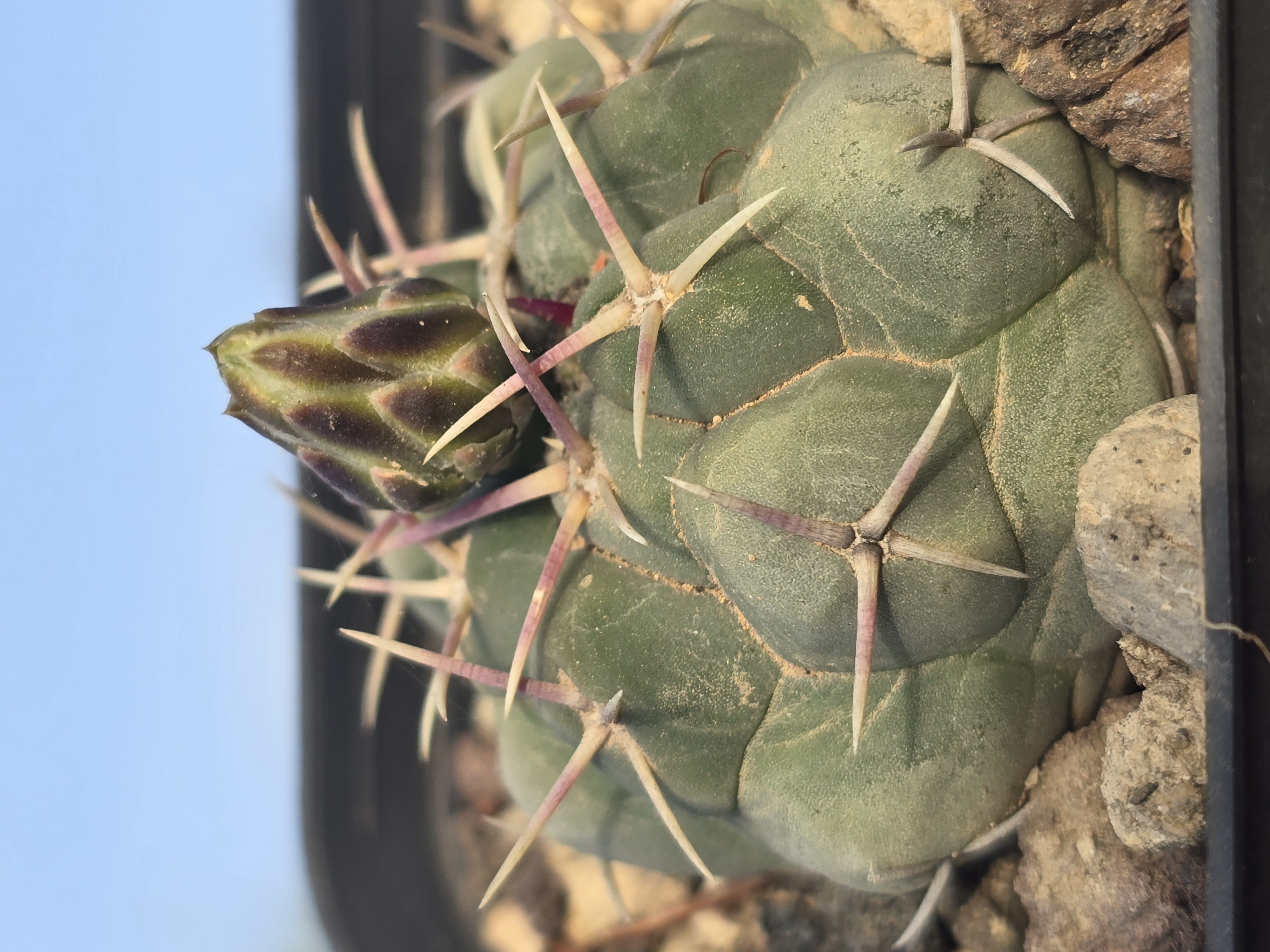 Thelocactus hexaedrophorus