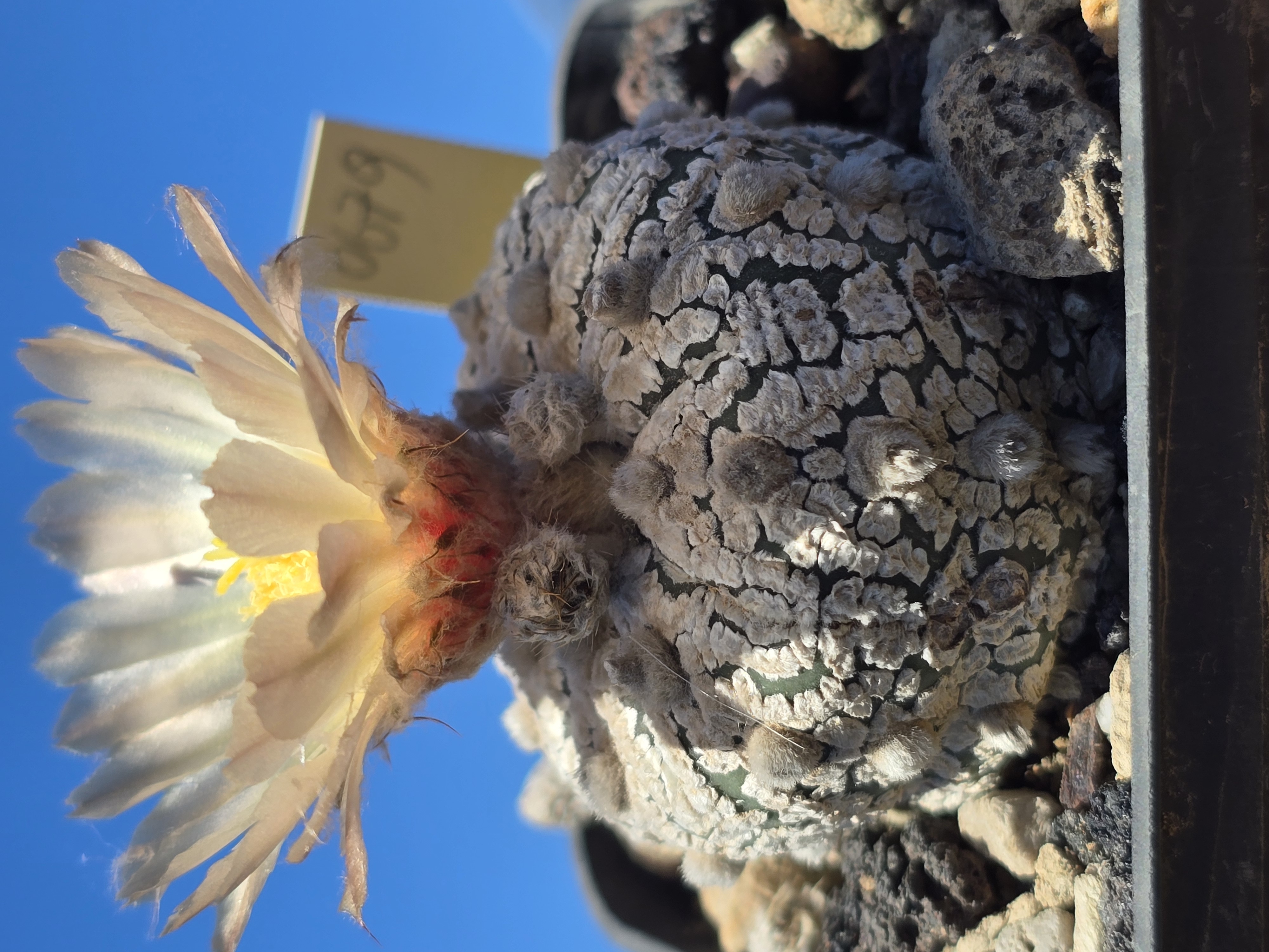 Astrophytum asterias kabuto