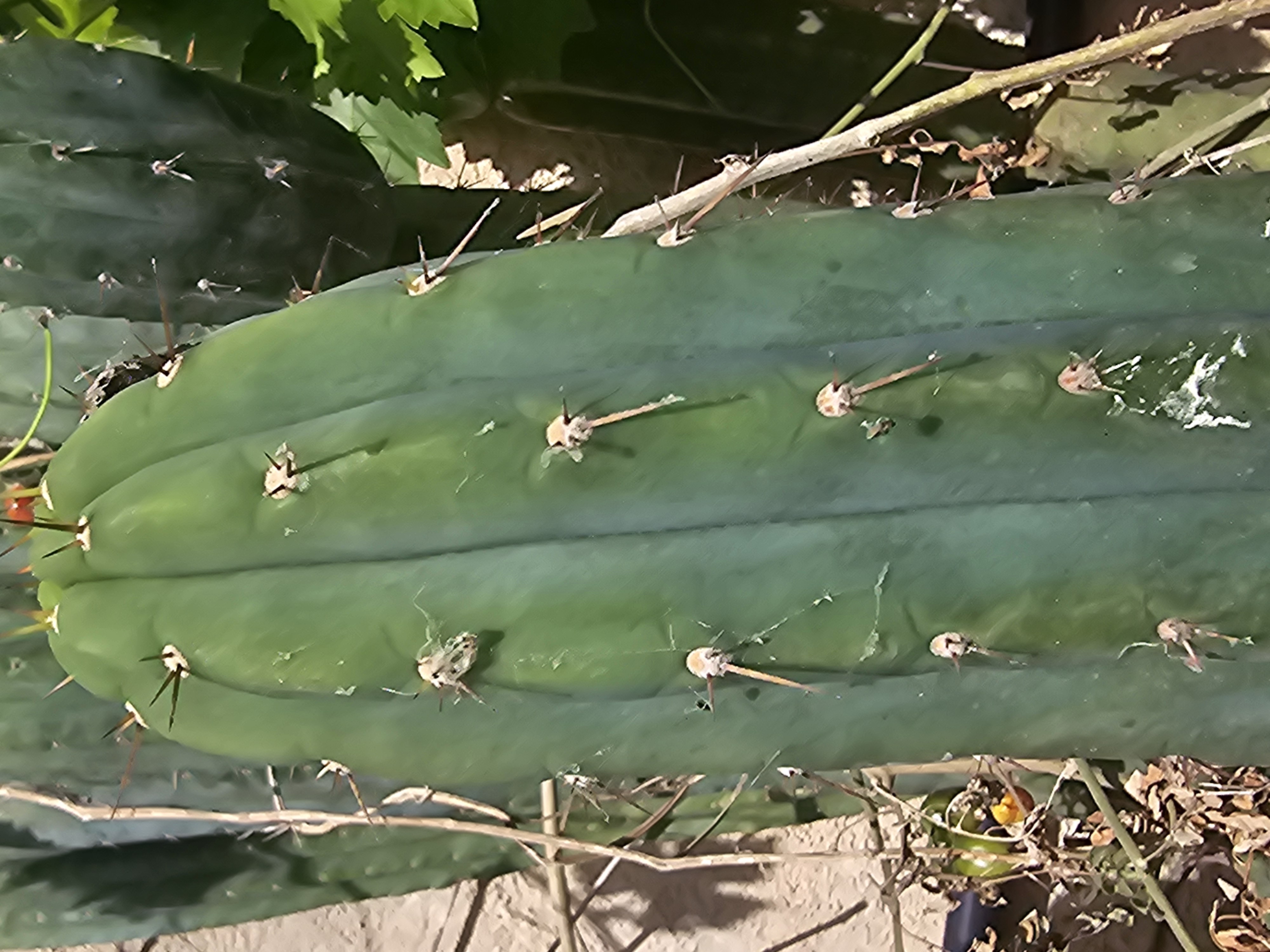 Trichocereus <br>pachanoi 