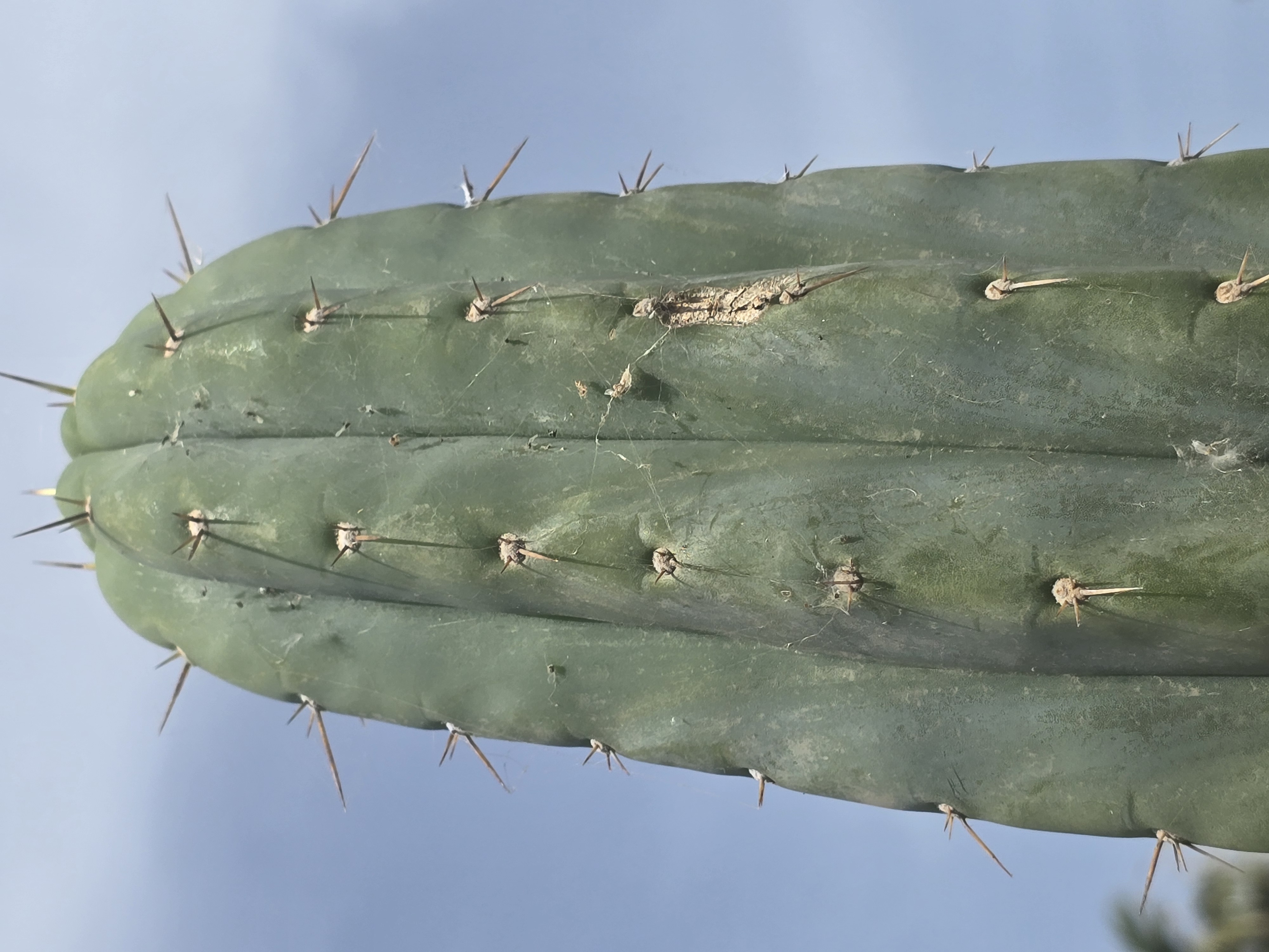 Trichocereus <br>pachanoi 