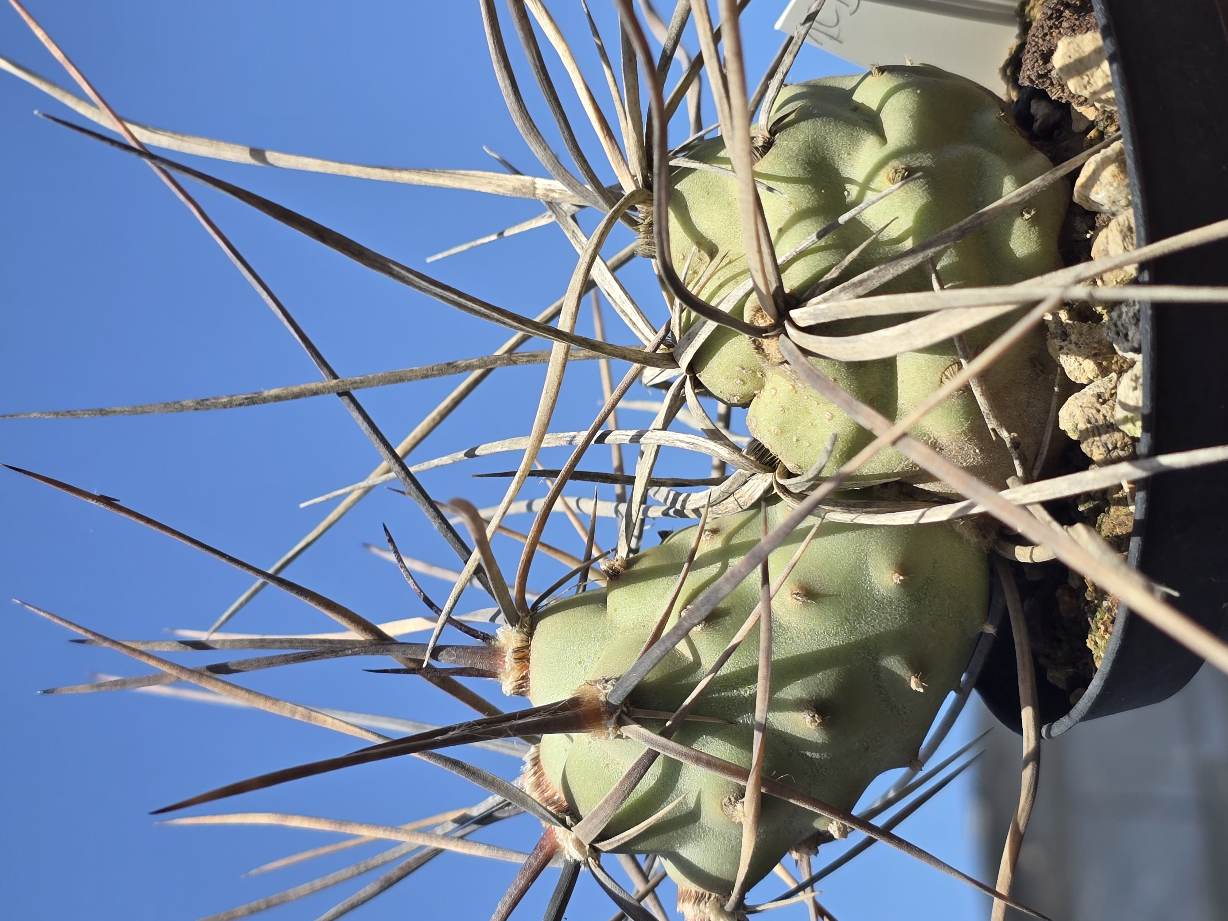 Tephrocactus aoracanthus special clone 