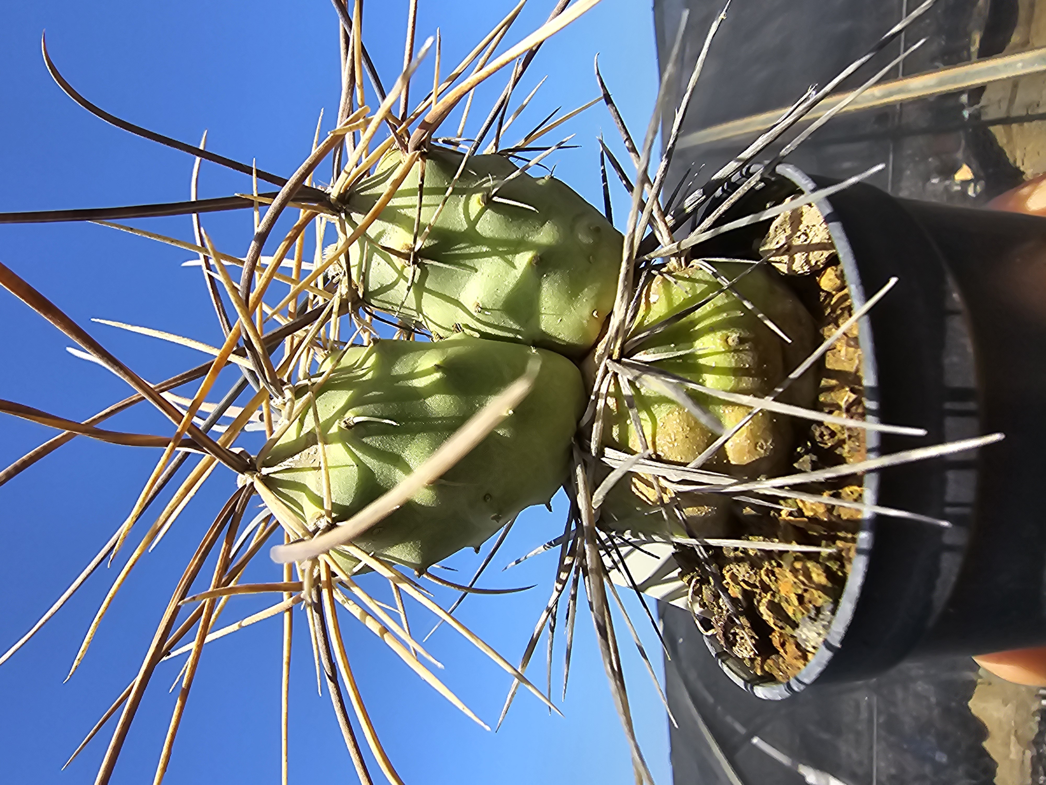 Tephrocactus <br>aoracanthus special clone 