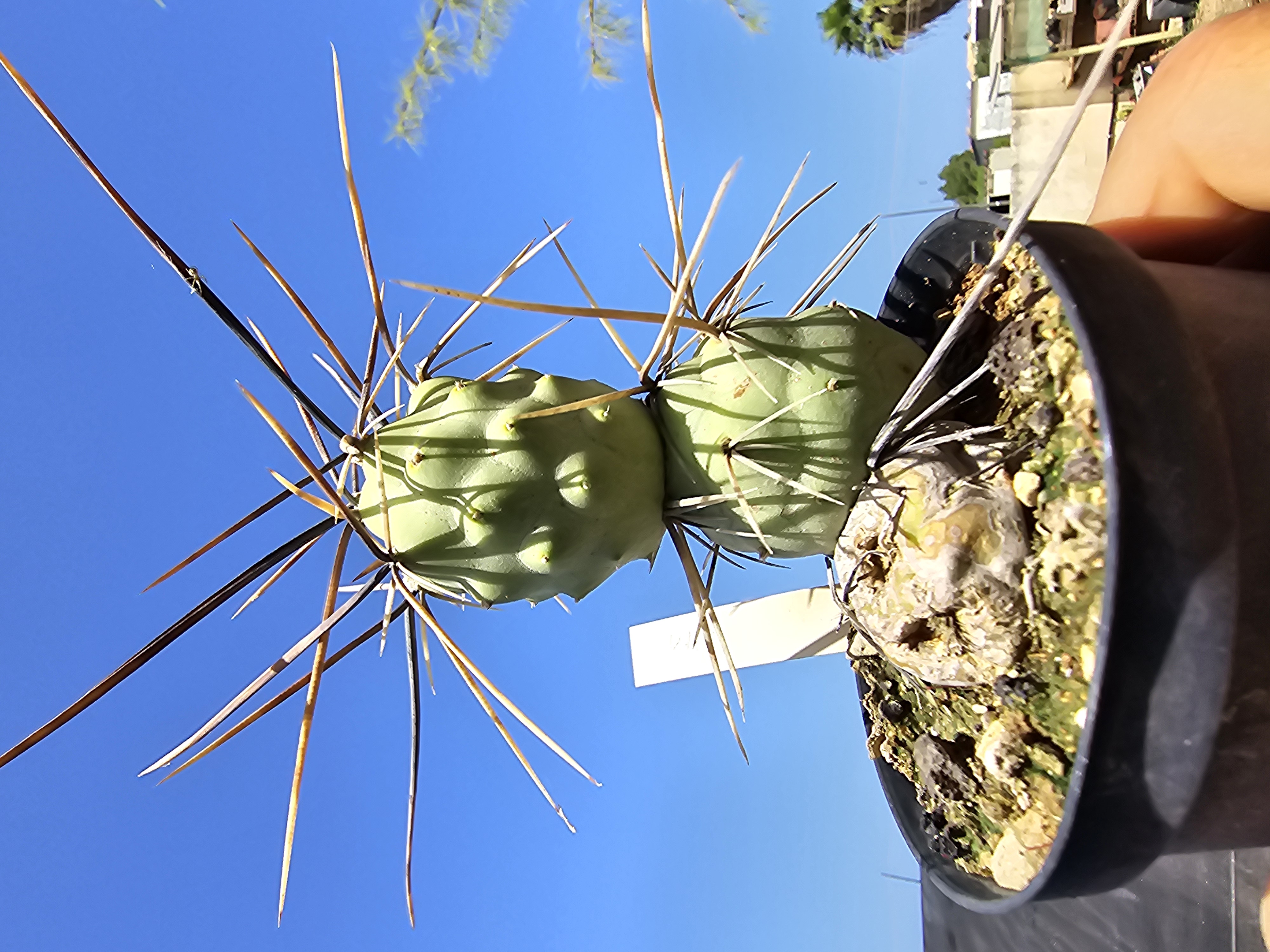 Tephrocactus aoracanthus special clone 